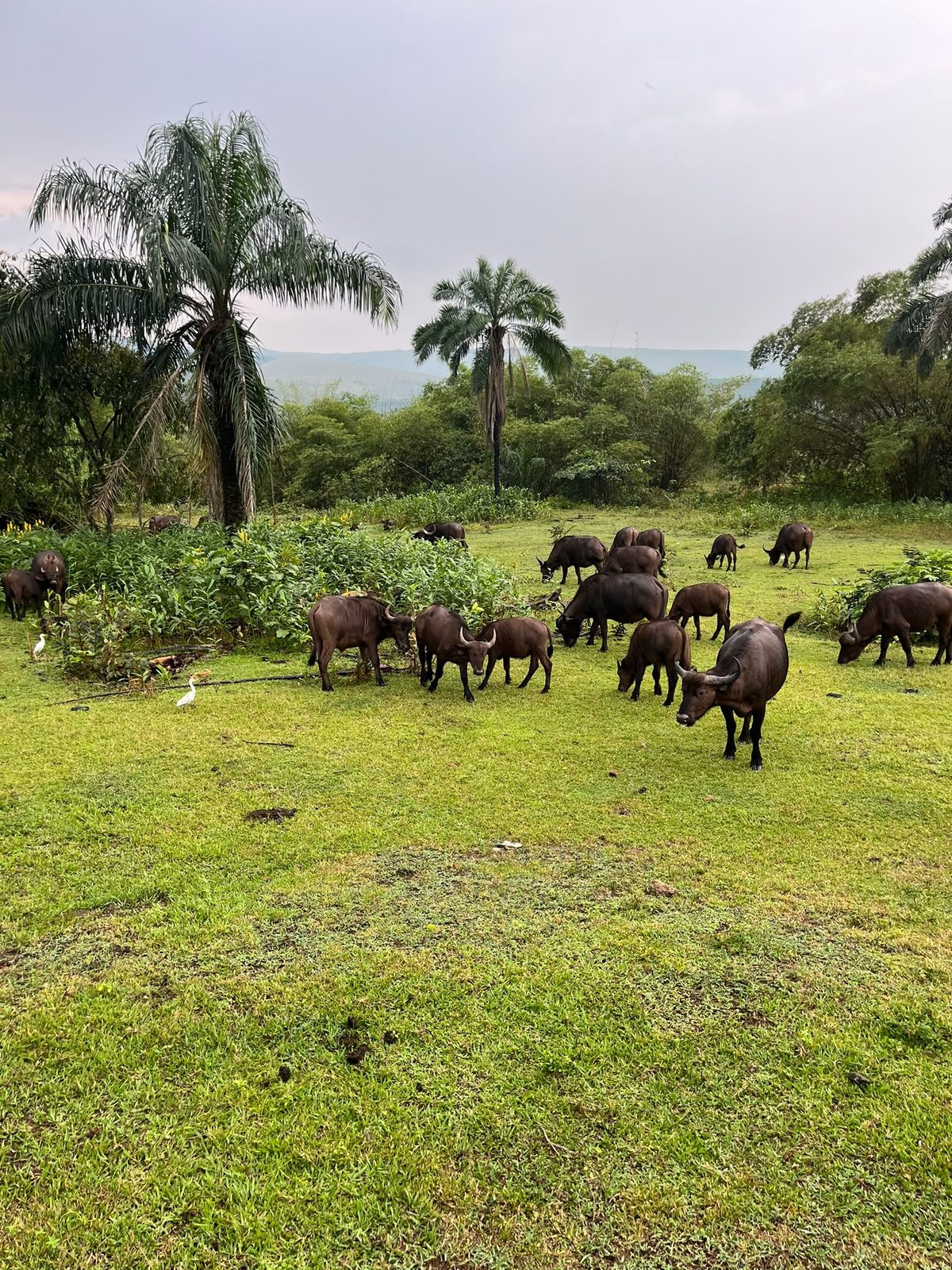 Un troupeau de buffles au Parc de la Vallée de la Nsele
