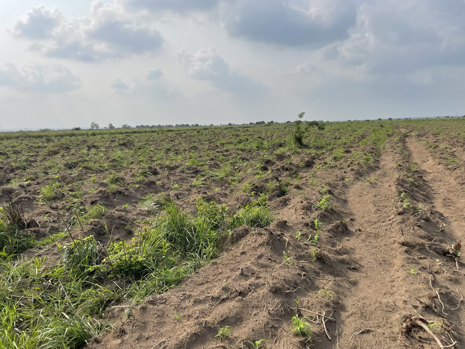Terres agricoles préparées à Dumi