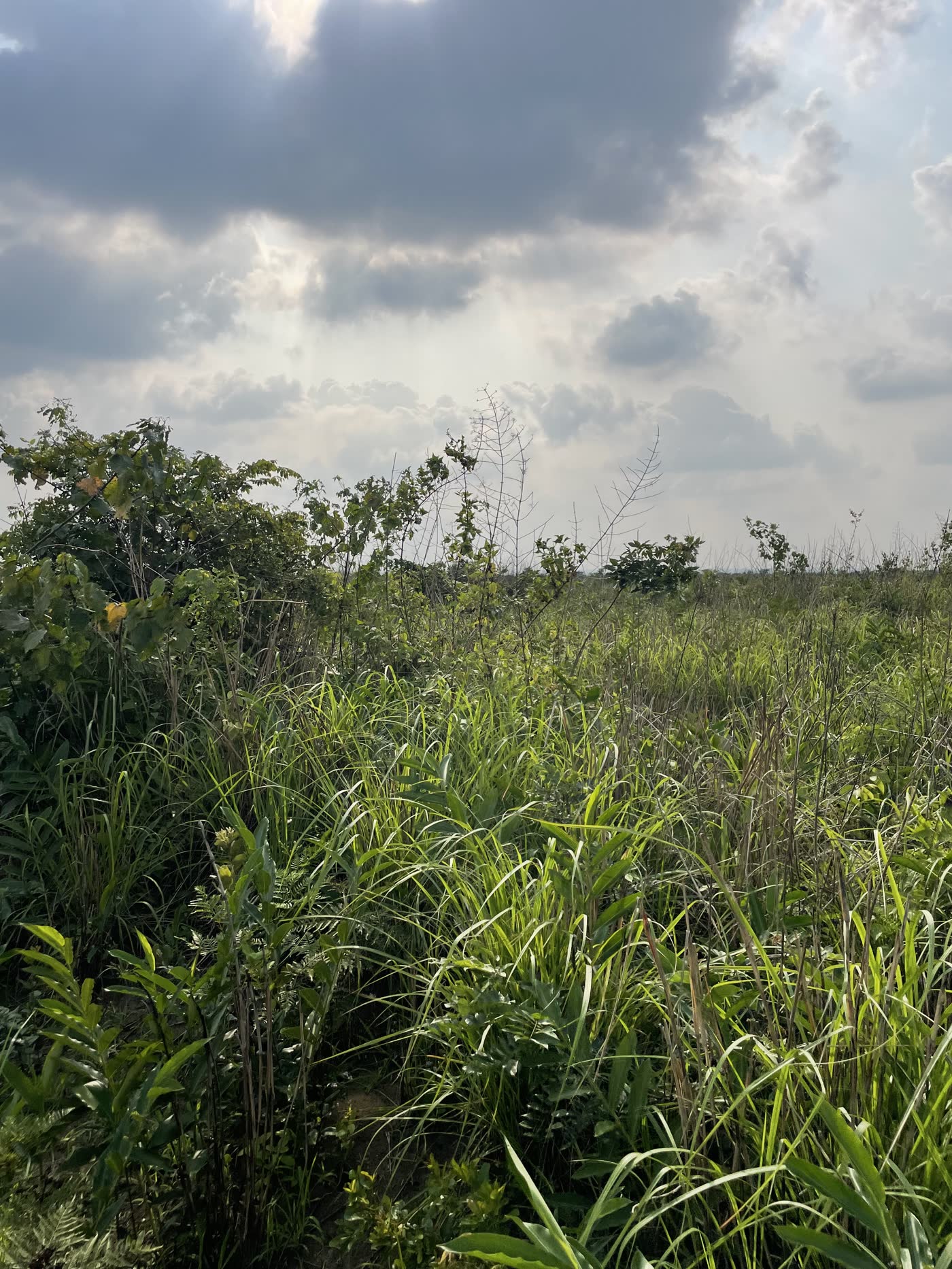 Savane verdoyante à Dumi