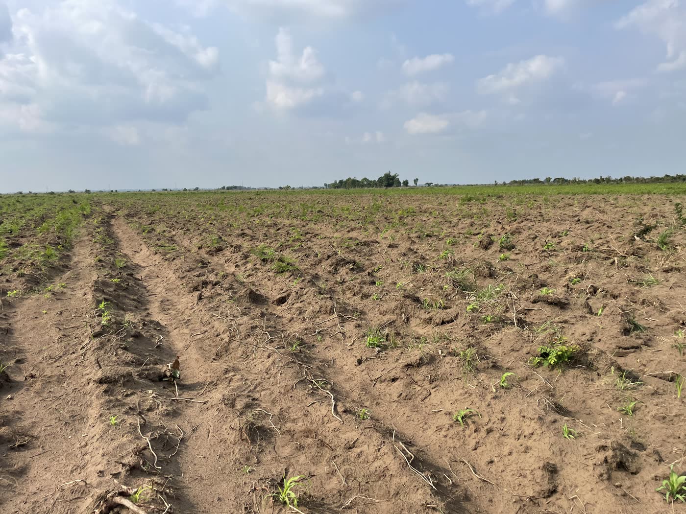 Parcelle labourée prête à planter